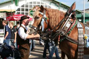 /resources/preview/103/barthelmarkt-oberstimm-brauereipferd.jpg