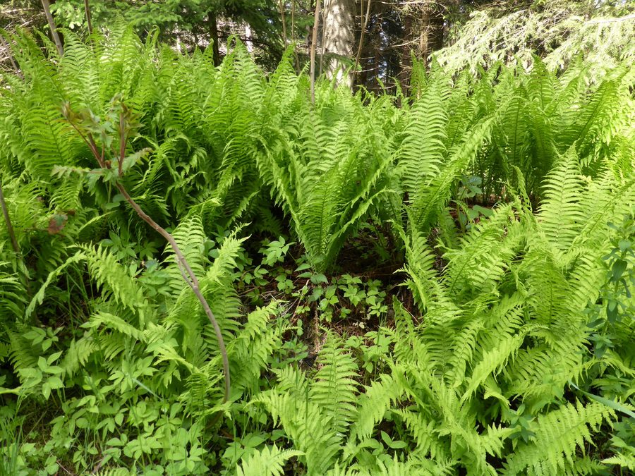 Farn-Wiese am Waldrand zwischen Arrach und Eck im Naturpark Oberer Bayerischer Wald