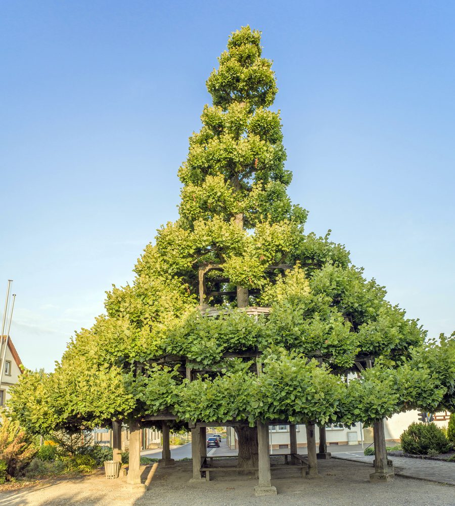 Stufenlinde in Grettstadt, Landkreis Schweinfurt