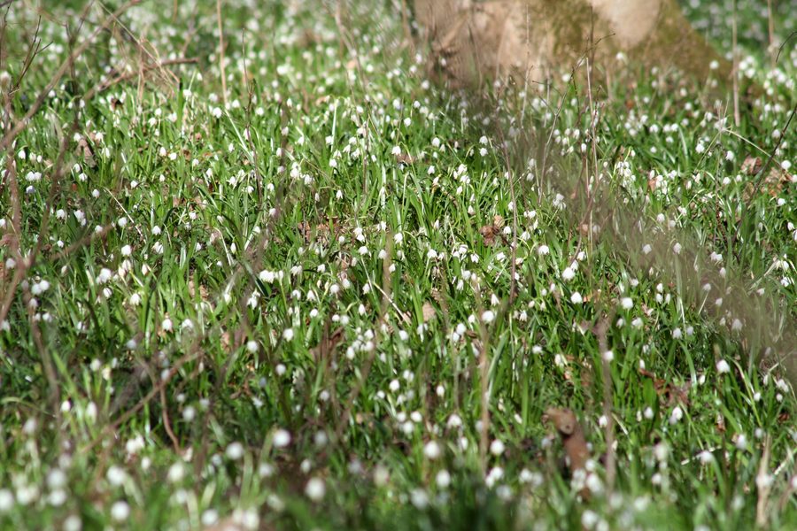 Märzenbecherwald bei Ettenstatt mit blühenden Frühlingsknotenblumen