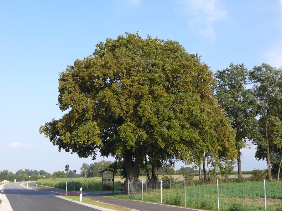 Als Naturdenkmal geschützte Eiche nördlich von Prittlbach in der Gemeinde Hebertshausen
