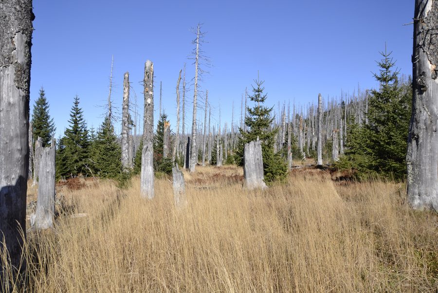 Abgestorbene Bäume am Lusen im Bayerischen Wald an der bayerisch-tschechischen Grenze