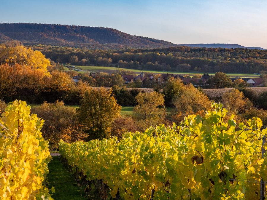 Blick auf einen Weinberg im Steigerwald bei Oberschwarzach