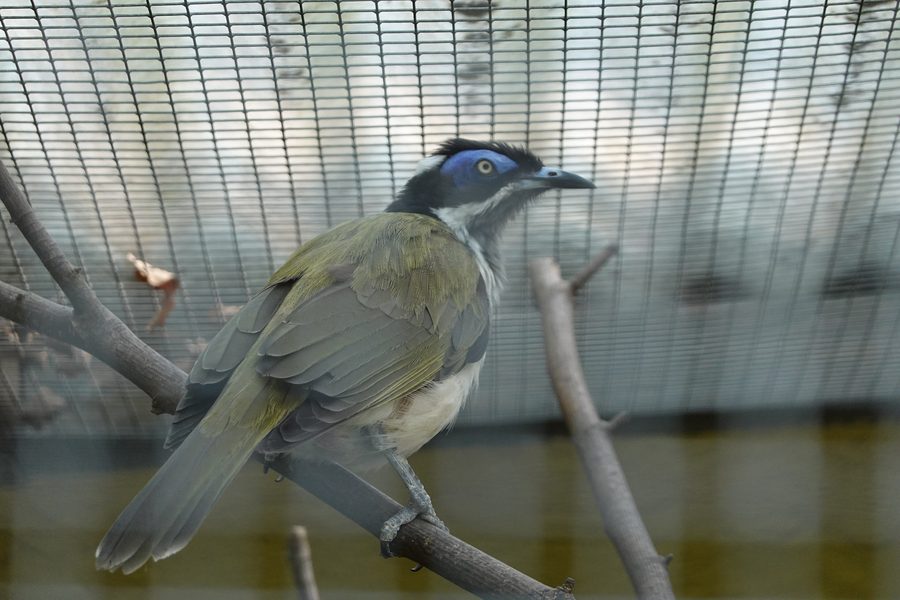 Blauohr-Honigfresser im Vogelpark Olching