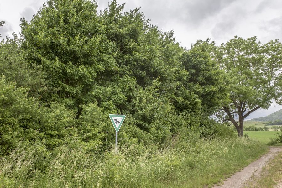 Hecke am Kuhsee bei Hundelshausen im Landkreis Schweinfurt