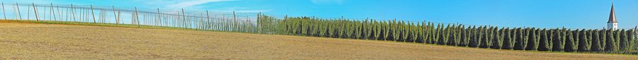 Panorama eines Hopfenfelds in der Hallertau