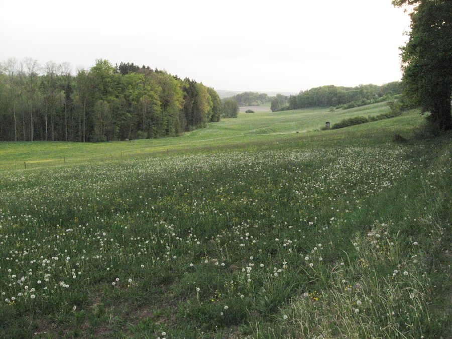 Der Dammbach fließt durch ein Wiesental unterhalb der Schnellklinge, dahinter liegt bewaldetes Hügelland.