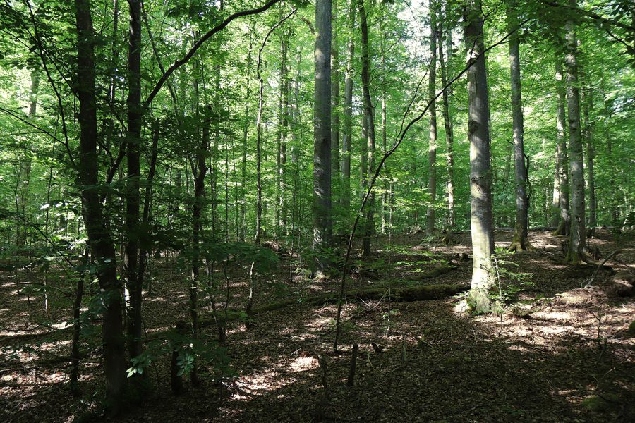 Waldlandschaft im Naturwaldreservat Eichhall im Landkreis Aschaffenburg