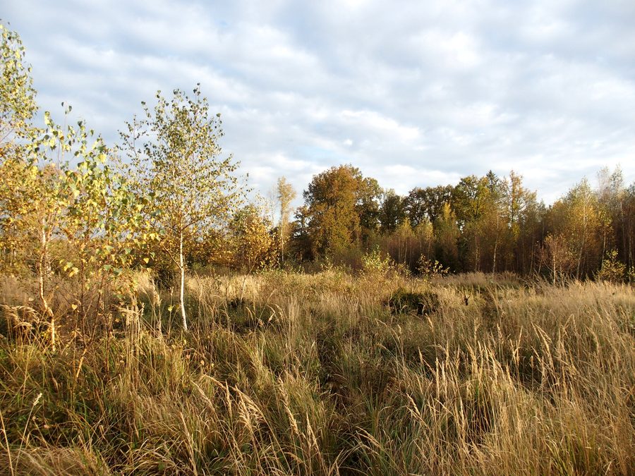 Naturschutzgebiet Zengermoos im Erdinger Moos