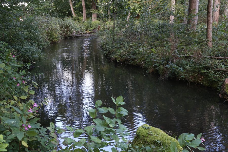 Tüttensee bei Grabenstätt im Chiemgau mit bewaldetem Ufer