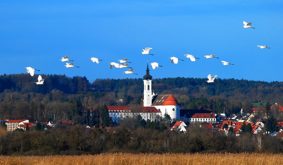 Ammerseeufer mit fliegenden Reihern und dem Marienmünster in Dießen im Hintergrund