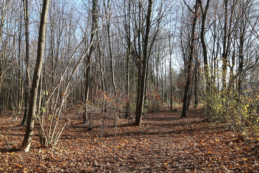 Waldweg im Bahnhofswald auf dem Gebiet der Gemeinde Ottobrunn