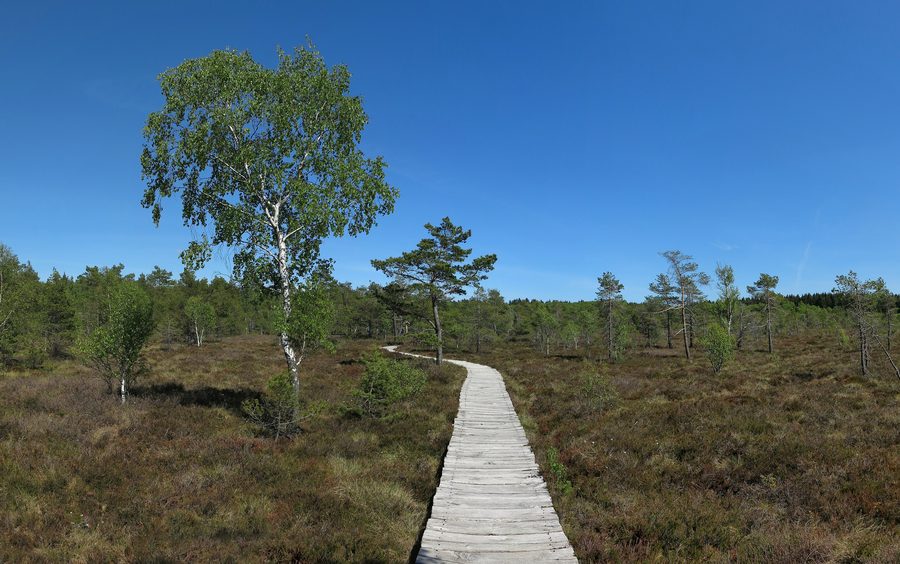 Bohlenweg durch das Schwarze Moor in der Rhön