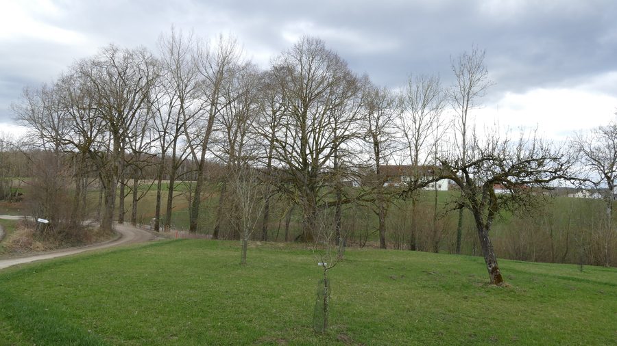 Naturdenkmal Lindenallee in Hohenlinden im Landkreis Ebersberg