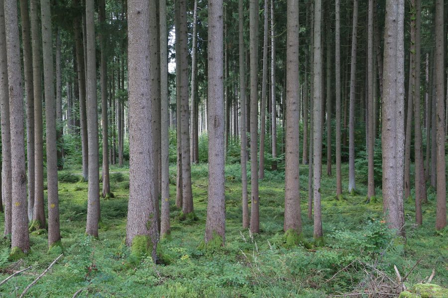 Wald- und Hügellandschaft in der Umgebung von Glonn