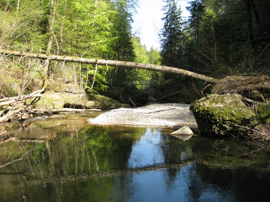 Schlucht mit Wasserlauf im Naturschutzgebiet Eistobel bei Maierhöfen