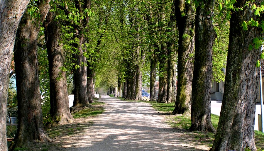 Kastanienallee auf der Wallanlage der ehemaligen Stadtbefestigung von Neustadt an der Donau