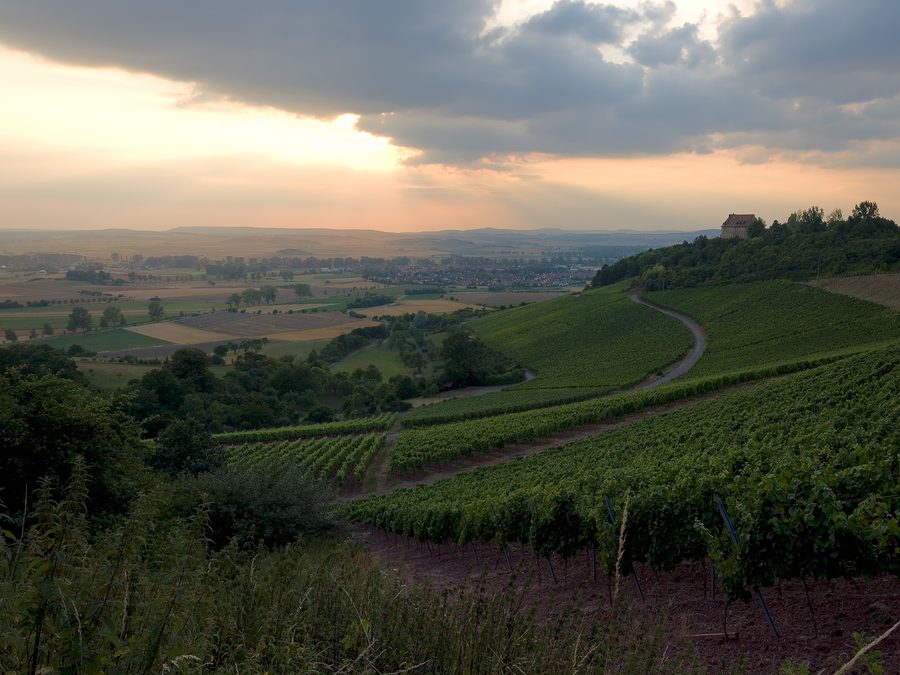 Weinberg bei Burg Hoheneck mit Ipsheim im Hintergrund