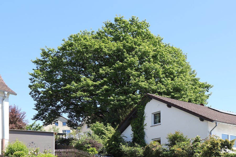 Naturdenkmal Traubeneiche in der alten Poststraße in Kleinostheim