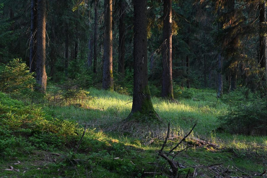 Waldszene im Naturpark Steinwald