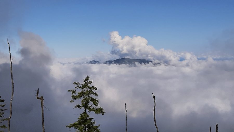 Blick vom Oedriegel zum Gipfel des Hohen Bogen, während dichter Nebel im Tal liegt
