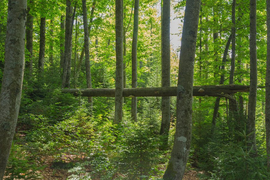 Mischwald im Staatsforst Waldhäuserwald im Landkreis Freyung-Grafenau