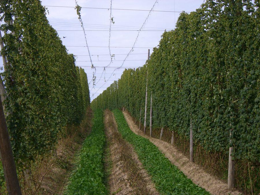 Hopfengarten in der Hallertau während der Erntezeit