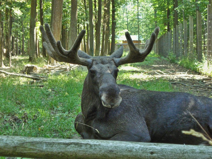 Elchgehege im Wildpark an den Eichen in Schweinfurt