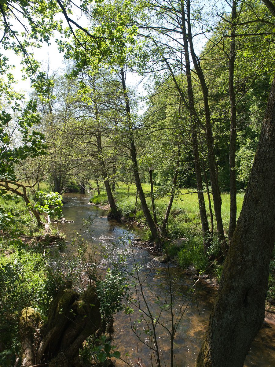 Die Schondra im Schondratal bei Gräfendorf