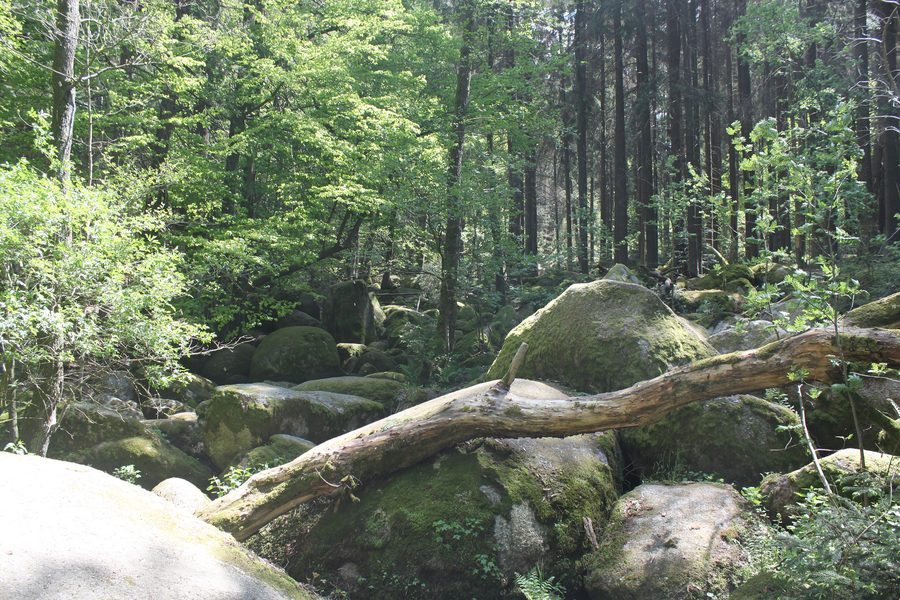 Schlucht im Naturschutzgebiet Doost bei Floß mit großen Findlingen