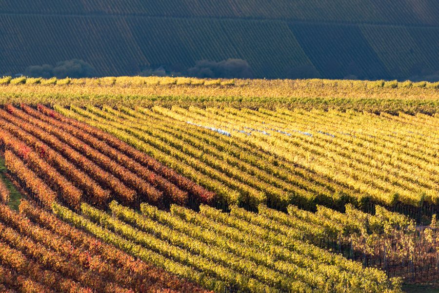 Weinberge bei Nordheim an der Volkacher Mainschleife