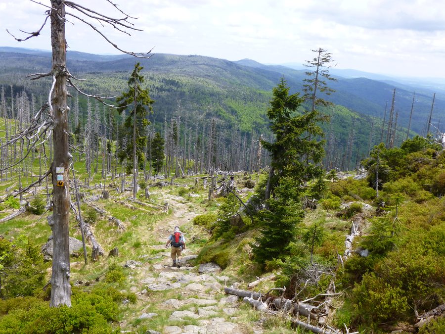 Abstiegsweg am Großen Rachel mit Blick auf den Lusen im Nationalpark Bayerischer Wald