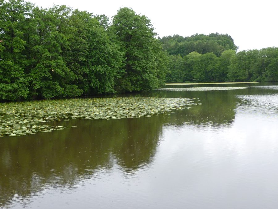 Uferbereich des Beckenweihers in Wiesenfelden mit gelben Teichrosen