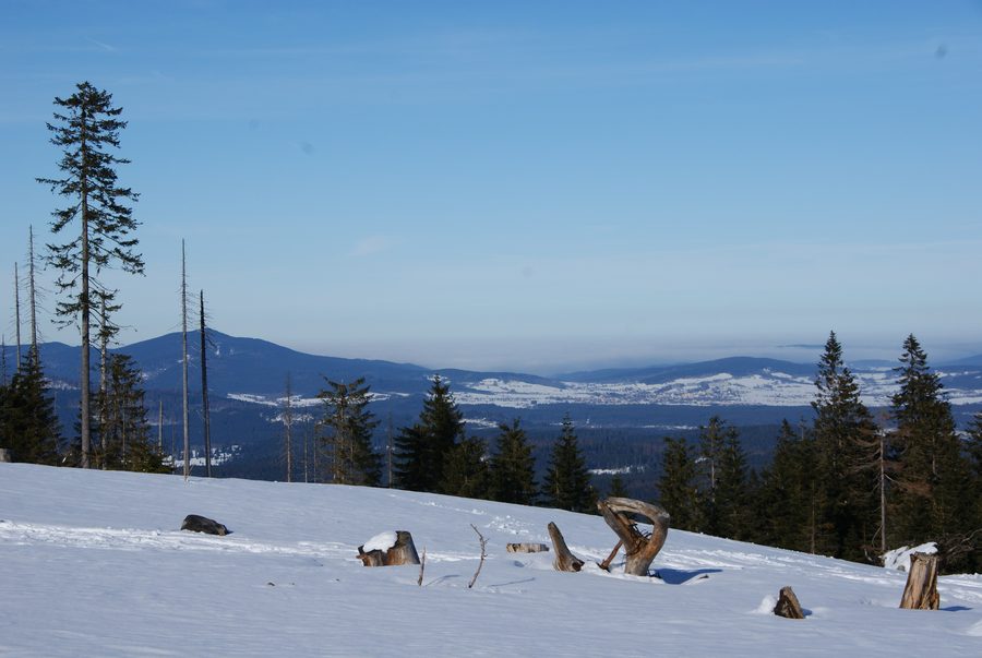 Gipfelregion des Dreisesselbergs im Bayerischen Wald