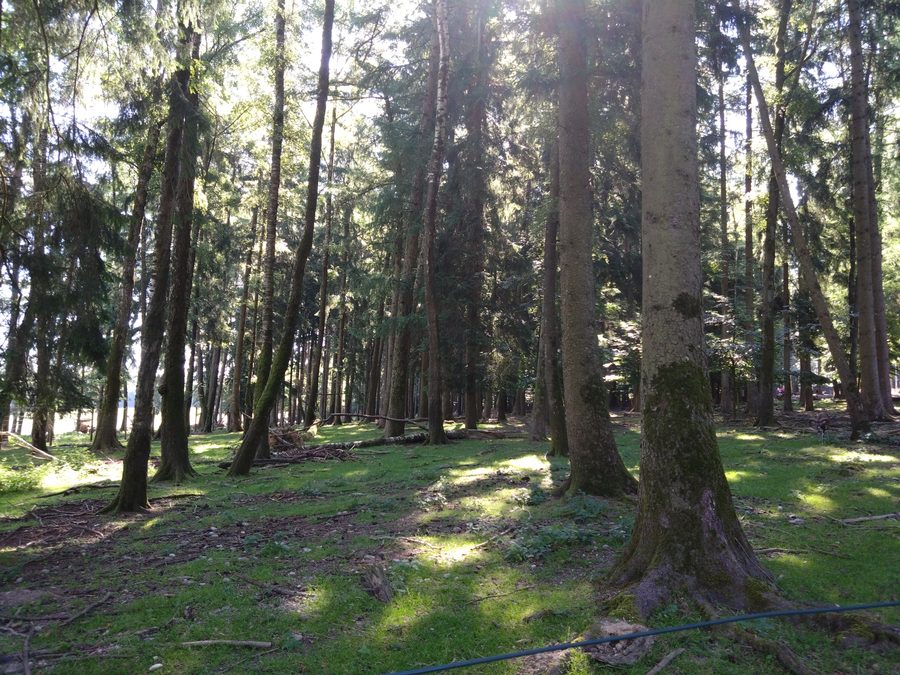 Wildgehege im Wildpark Poing