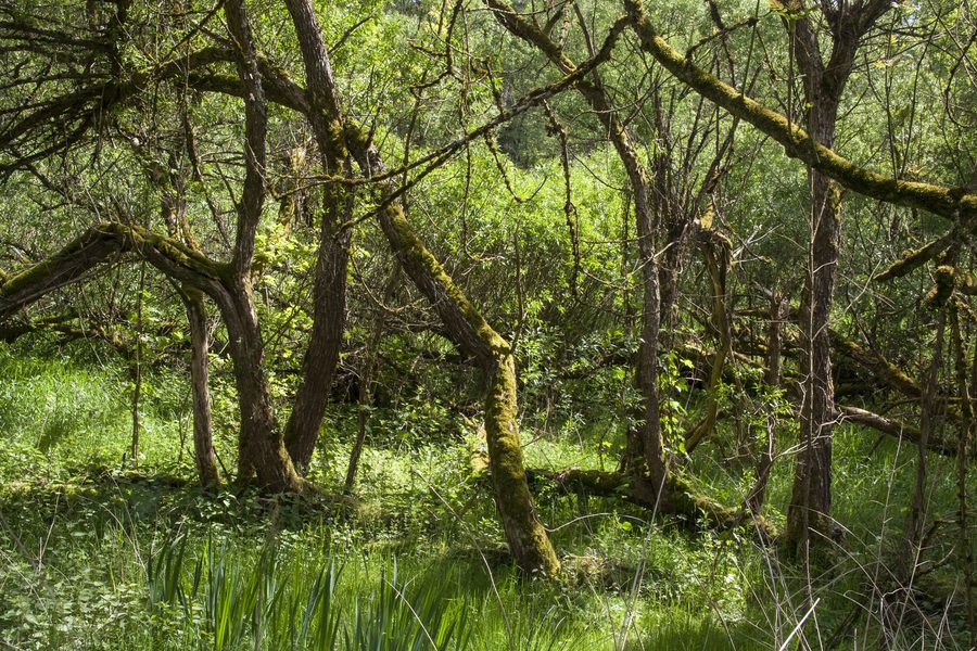 Der Gauchsbach in Feucht mit naturnaher Uferlandschaft