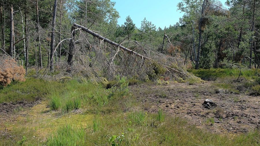 Naturdenkmal Latschenhochmoor und Niedermoor in der Gemeinde Surberg im Landkreis Traunstein
