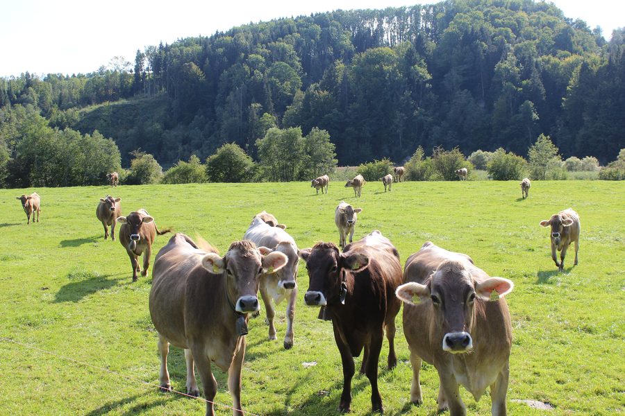 Landschaft bei Dietmannsried im Oberallgäu