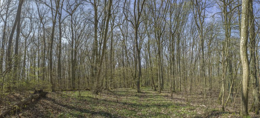 Waldlandschaft im Naturwaldreservat Zwerchstück bei Michelau im Steigerwald