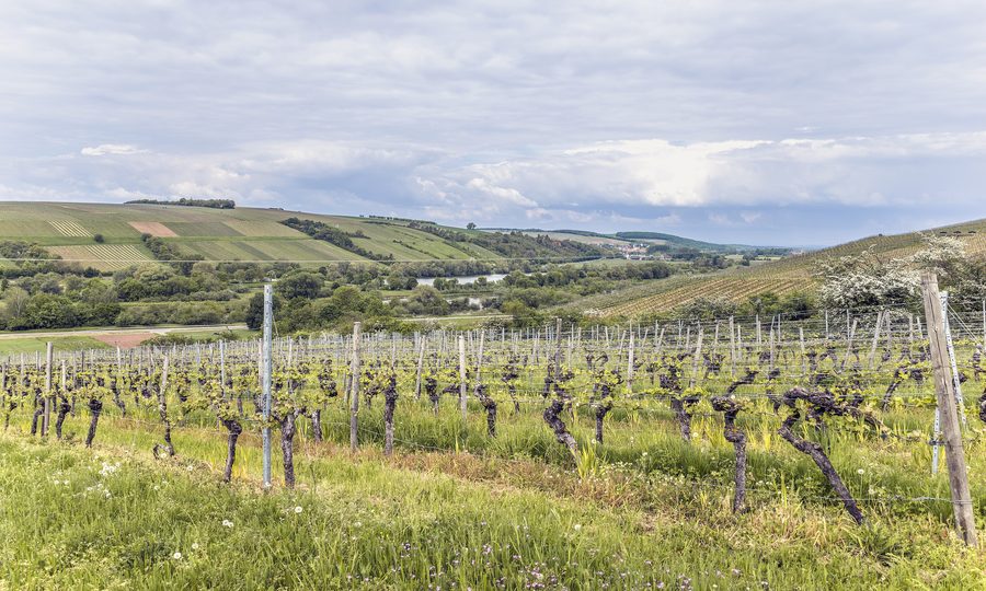 Blick vom Katzenzipfel bei Stammheim ins Maintal im Landschaftsschutzgebiet Volkacher Mainschleife