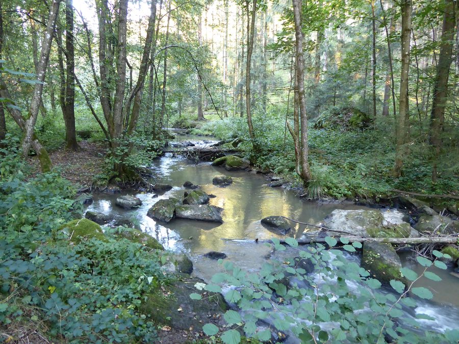 Bachlauf der Menach bei Zierlmühle in der Gemeinde Haselbach