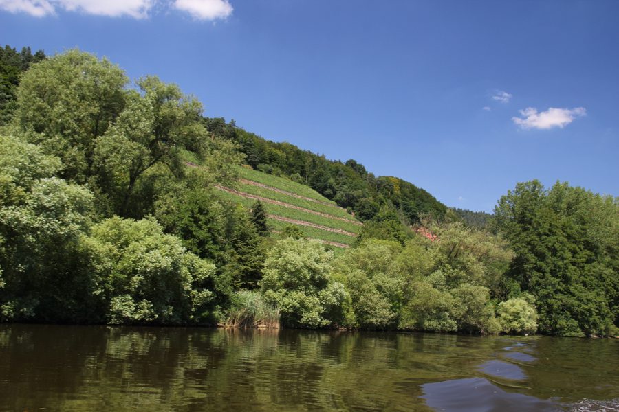 Weinberg bei Bürgstadt mit Blick über das Maintal