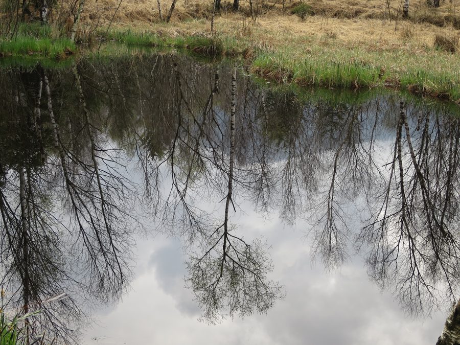 Moorsee im Staudacher Moor bei Staudach-Egerndach