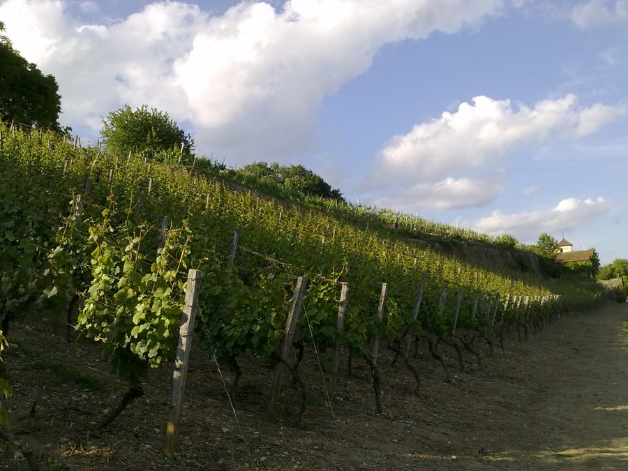 Weinberg Peterstirn bei Schweinfurt