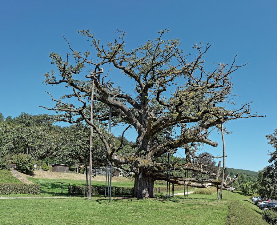 König-Ludwig-Eiche im Staatsbad Brückenau