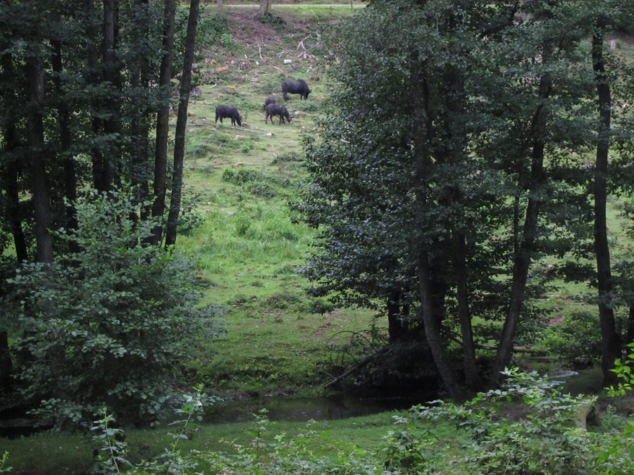 Naturlandschaft im Naturschutzgebiet Hafenlohrtal oberhalb von Windheim mit beweidetem Tal