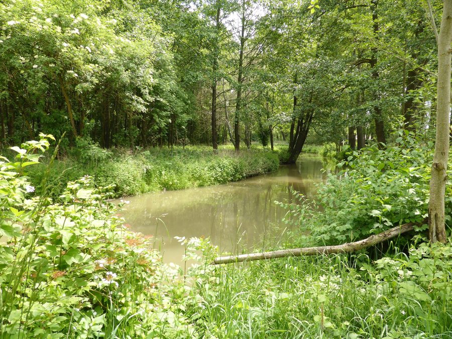 Landschaftsschutzgebiet Hirschlinger Au bei Geiselhöring