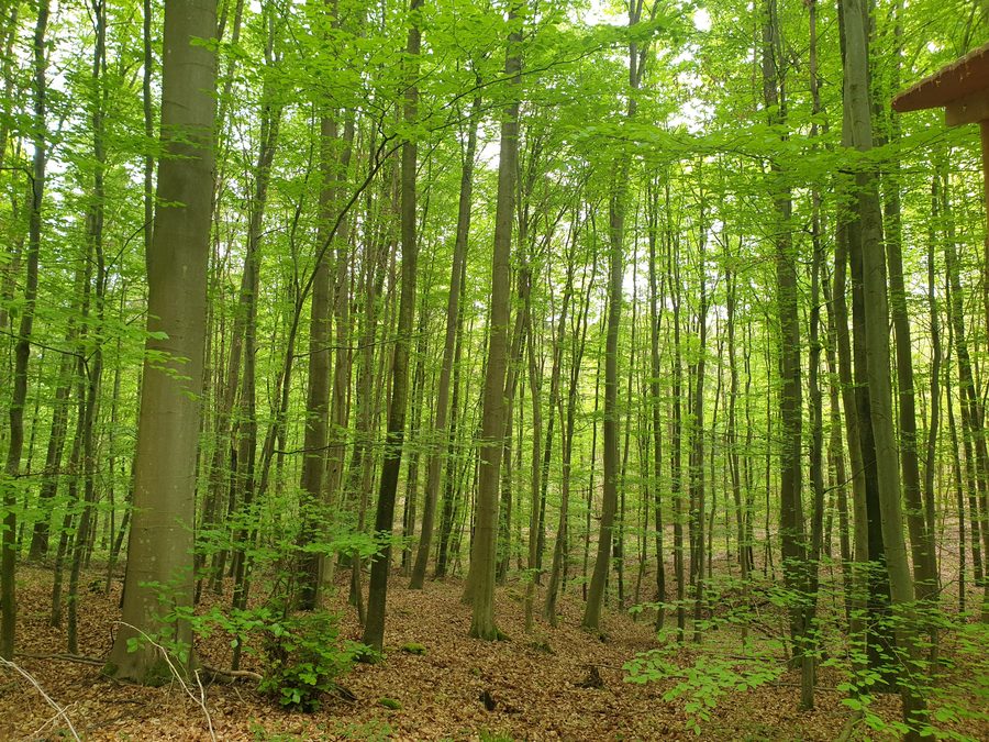 Blick in den Naturwald Irtenberger Wald
