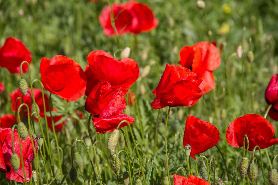 Landschaft im Birgland mit Klatschmohn im Landschaftsschutzgebiet Südlicher Jura