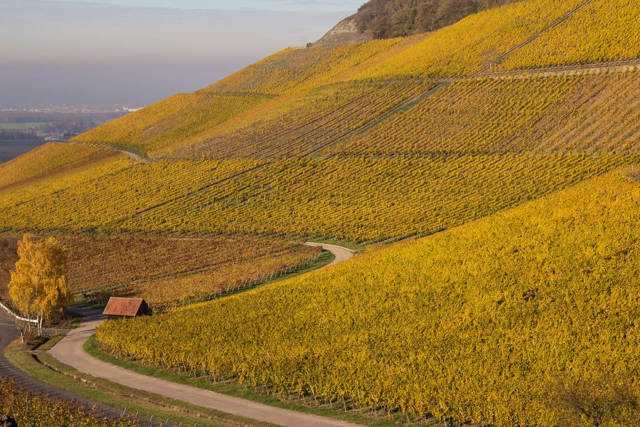 Weinberg am Schwanberg bei Iphofen in der Landschaft des Steigerwalds